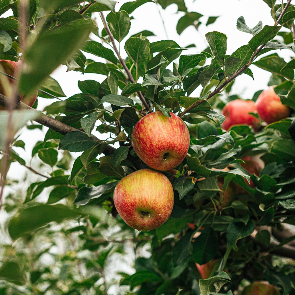 apples hanging from a tree | bramble
                berry