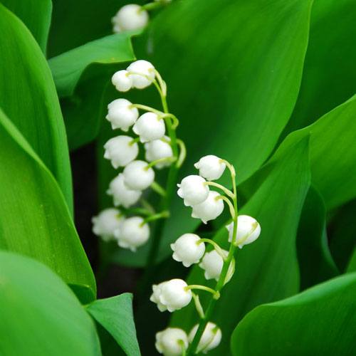 Lily of the Valley Fragrance Oil