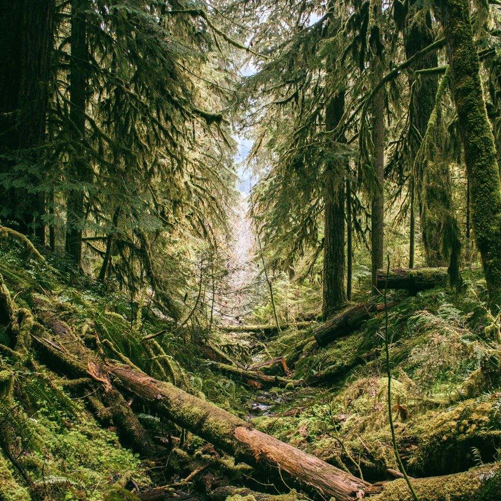 DISCONTINUED - Verdant Woods Fragrance Oil