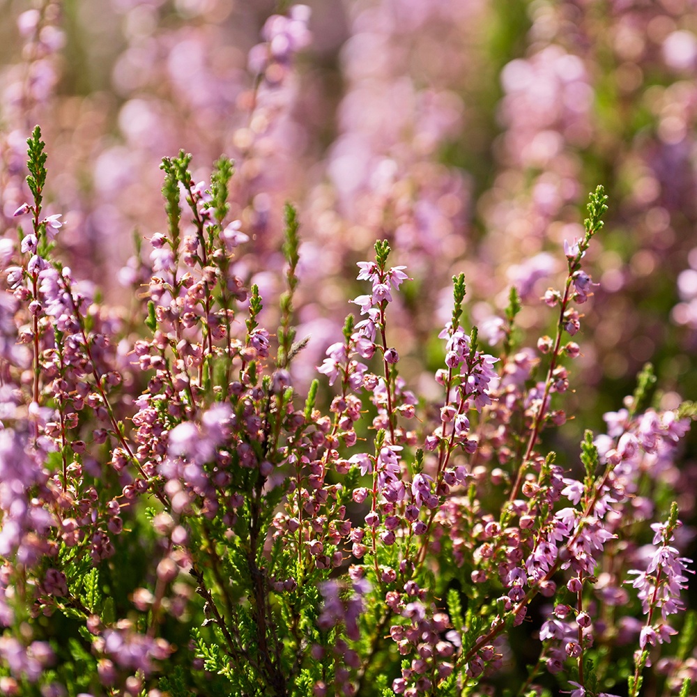 Wild Heather and Thyme Fragrance Oil image number null