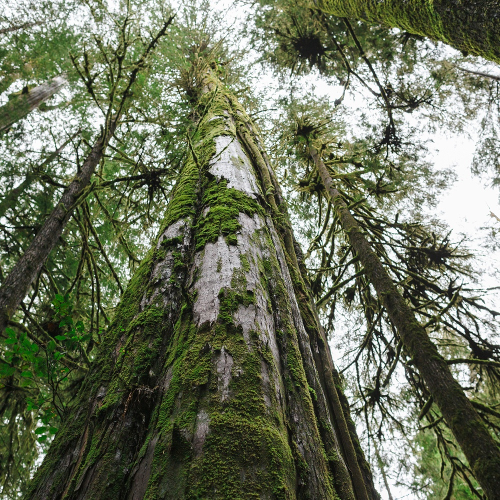 DISCONTINUED - Natural Cedar and Oakmoss Fragrance Oil