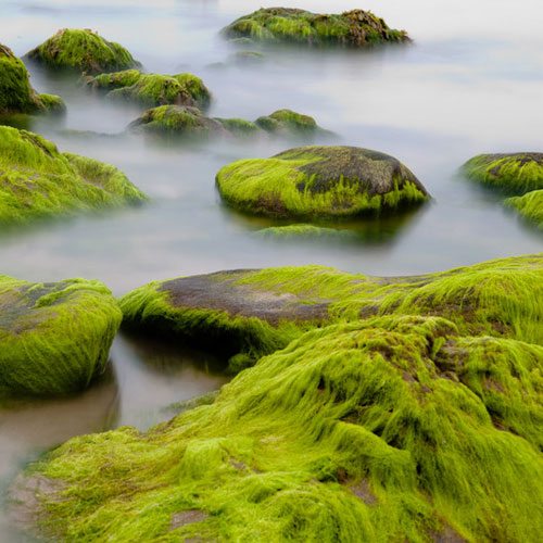 Sea Moss Fragrance Oil