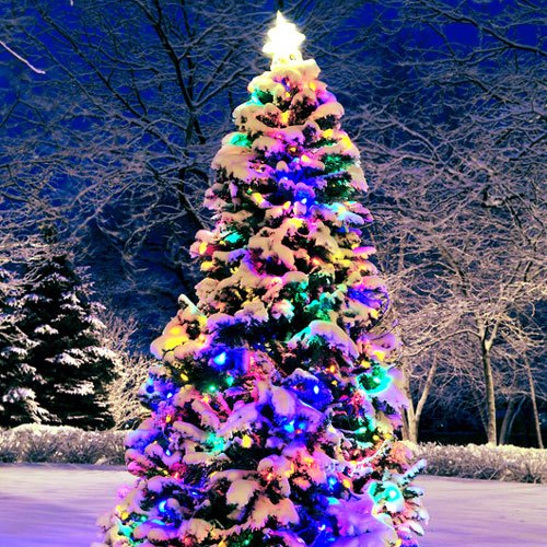 Christmas Forest Fragrance Oil