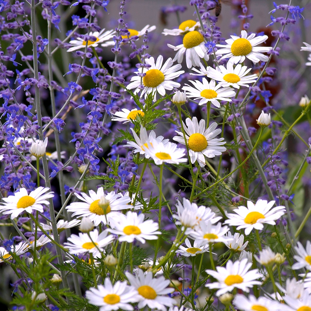 Lavender Chamomile Huggies Type Fragrance Oil