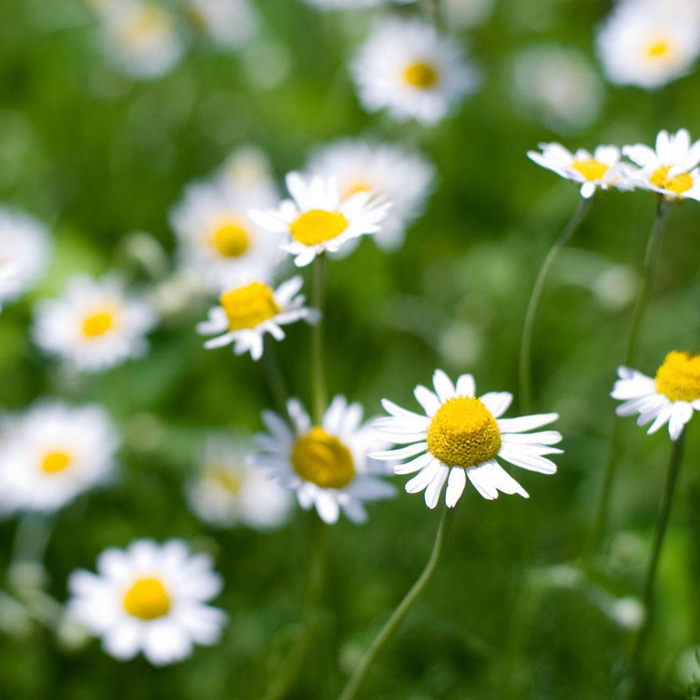 Chamomile, Roman Essential Oil image number null