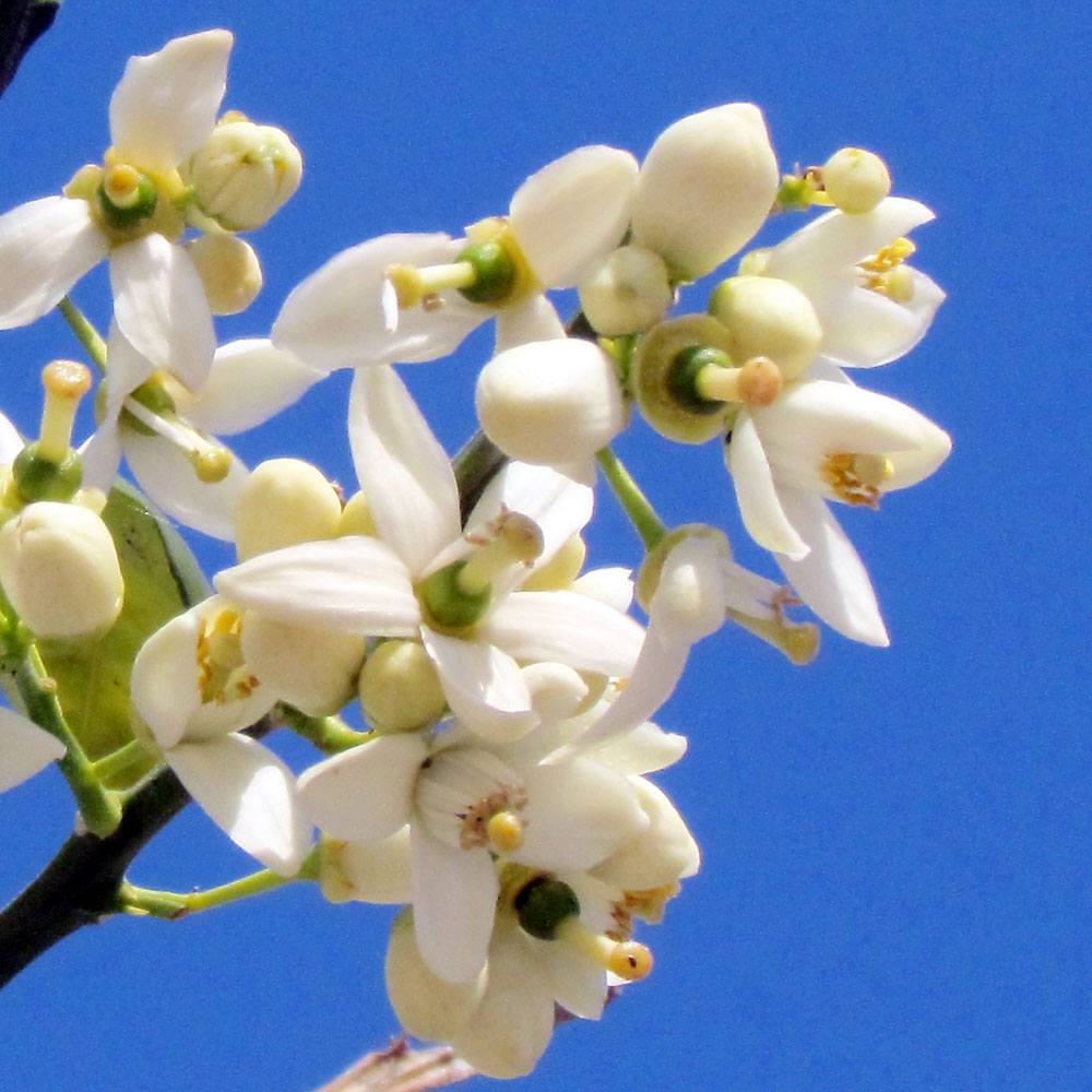 Orange Blossom Candle and Soap Fragrance Oil