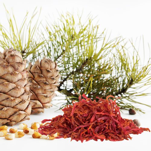 Cedar And Saffron Fragrance Oil
