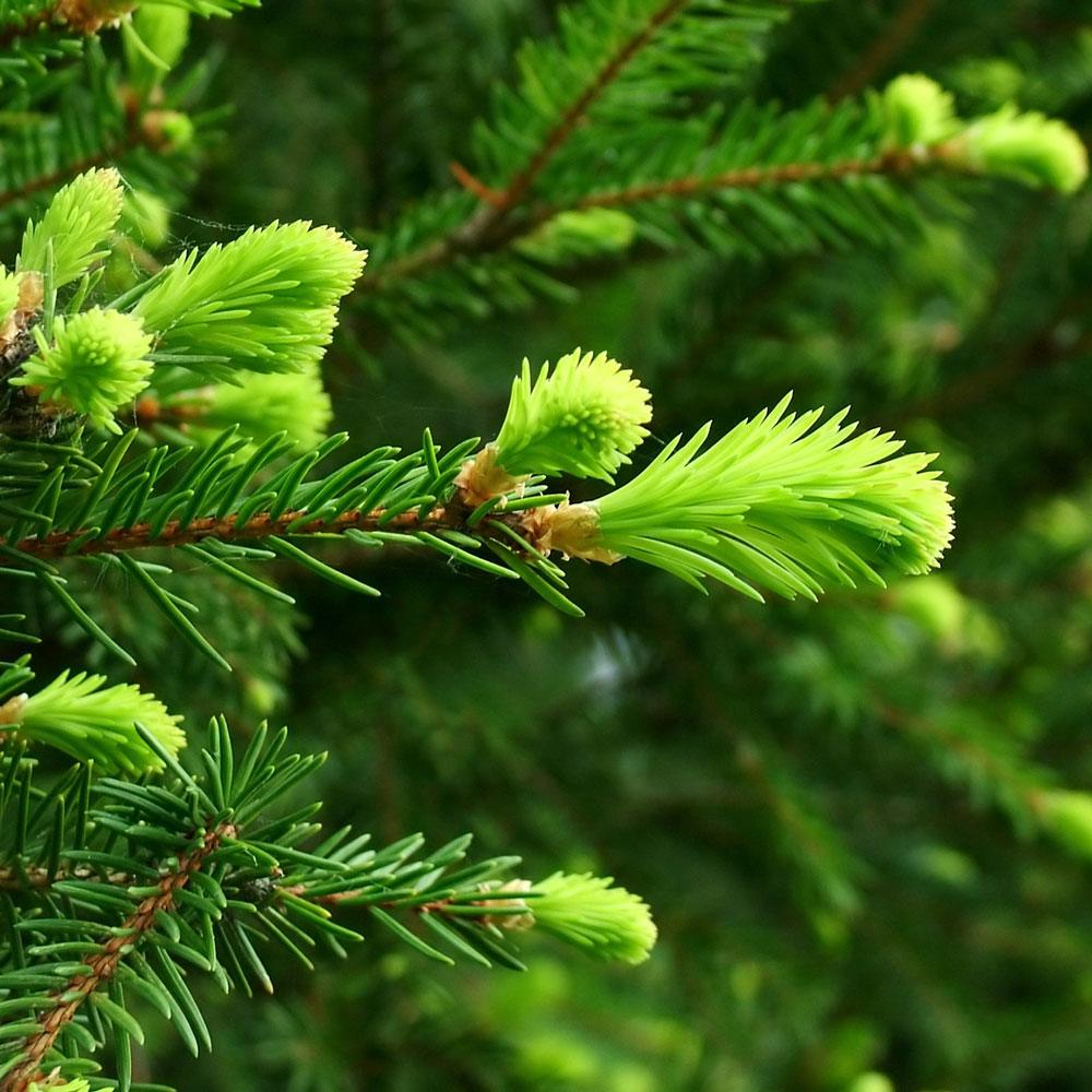 Fir Needle Essential Oil image number null