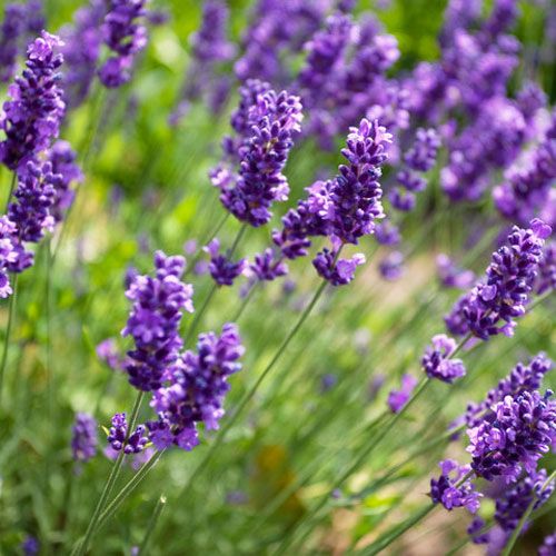 Lavender Fragrance Oil