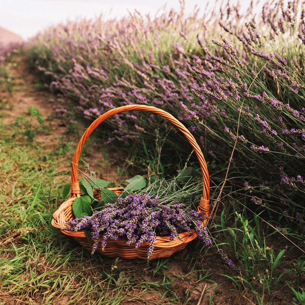 Peaceful Lavender Fragrance Oil image number null