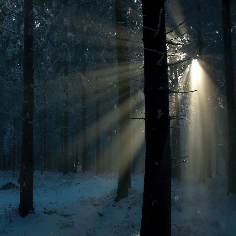 DISCONTINUED - Spellbound Woods Fragrance Oil