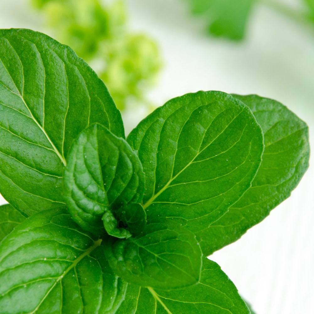 Spearmint Eucalyptus Fragrance Oil