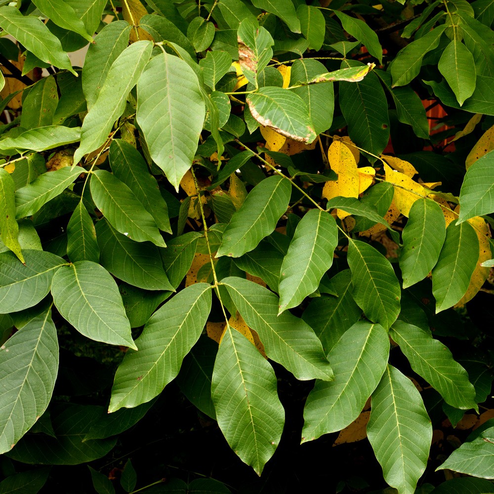 DISCONTINUED - Balsam Peru Essential Oil