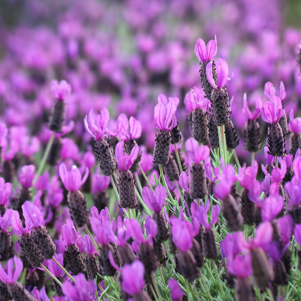 Lavender Bloom Fragrance Oil
