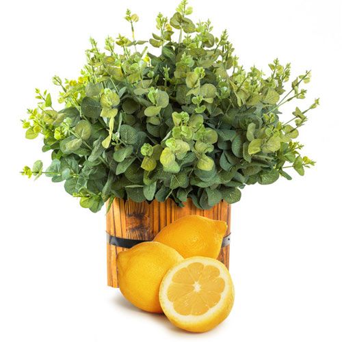 Lemon Eucalyptus Essential Oil image number null