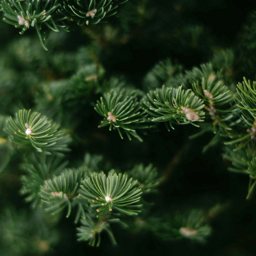 Black Spruce and Anise Fragrance Oil image number null