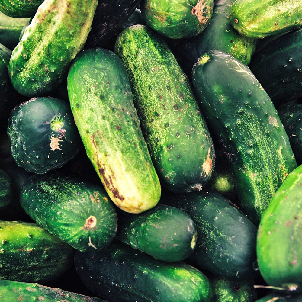 DISCONTINUED - Cucumber Garden Fragrance Oil
