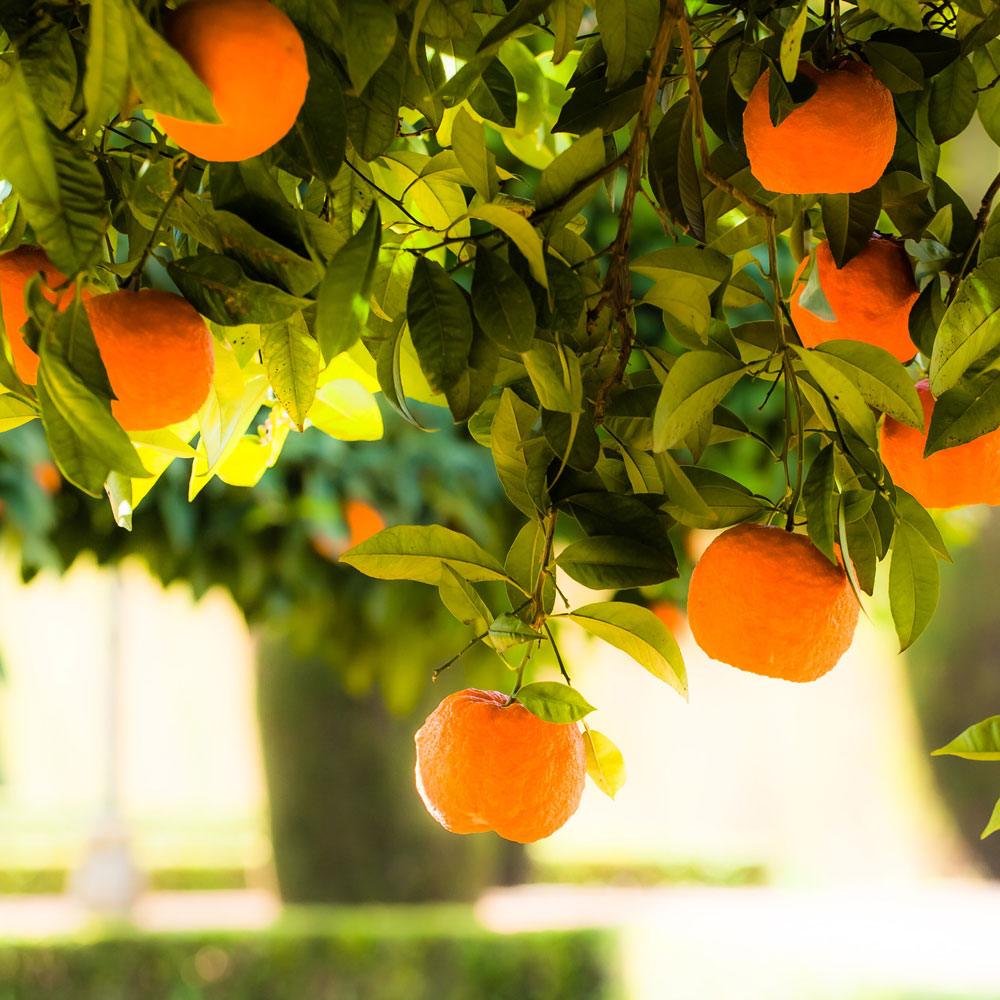DISCONTINUED - Orange Valencia Essential Oil