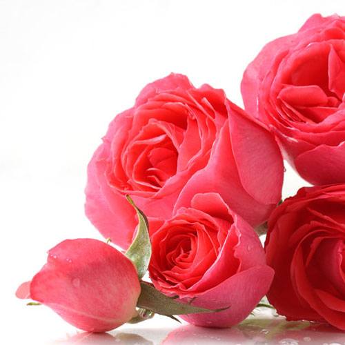 English Rose Fragrance Oil