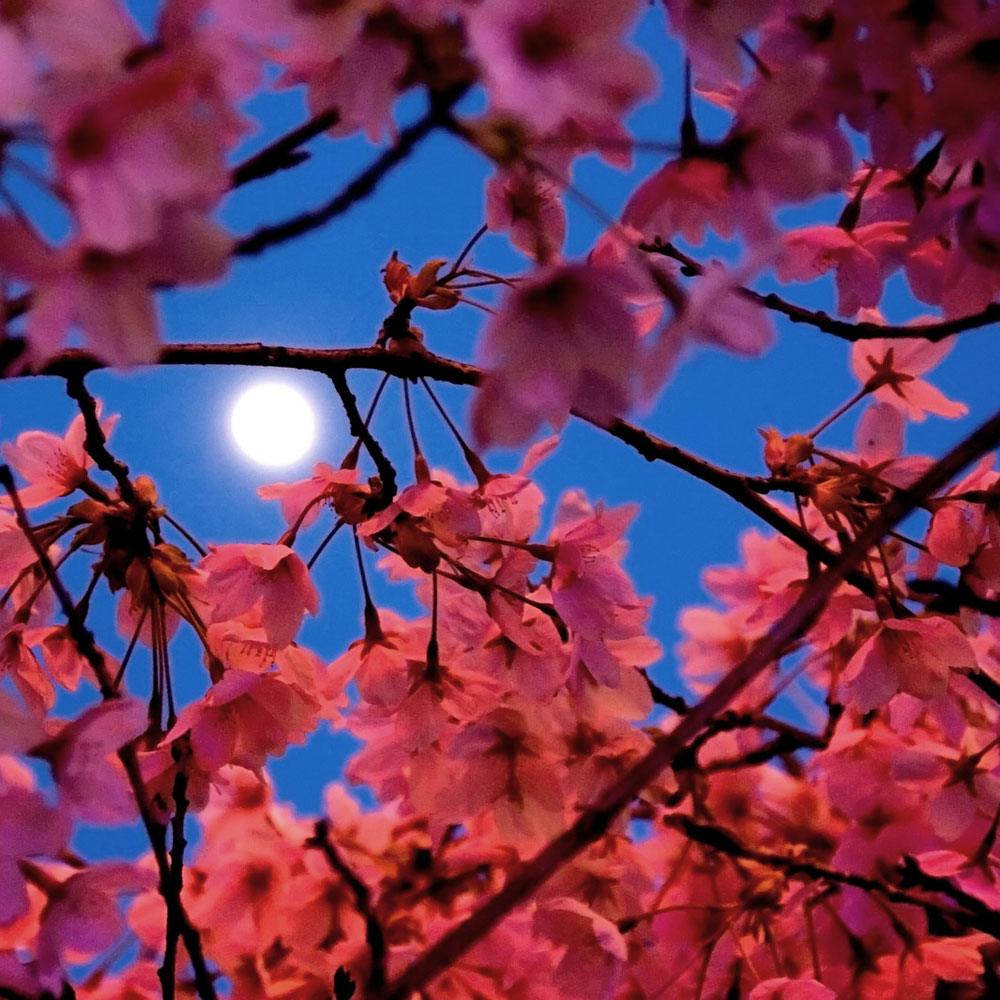 Moonlight Pomegranate Fragrance Oil