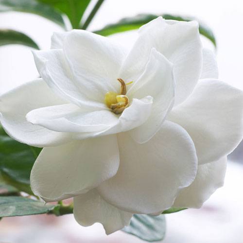 Gardenia Fragrance Oil