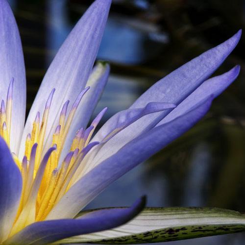 DISCONTINUED - Amazon Lily and Rain Fragrance Oil