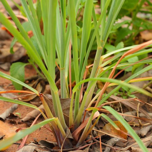 DISCONTINUED - Palmarosa Essential Oil