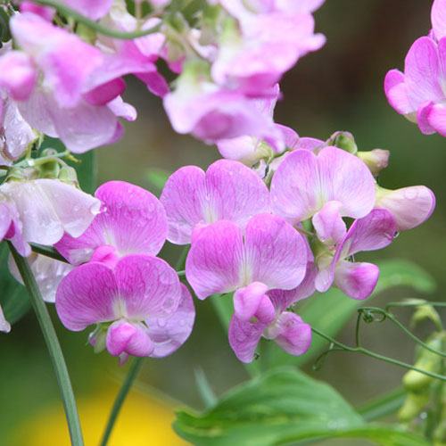 DISCONTINUED - Sweet Pea Fragrance Oil